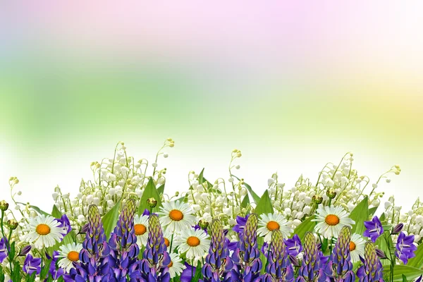 Paesaggio estivo con fiori di campo . — Foto Stock
