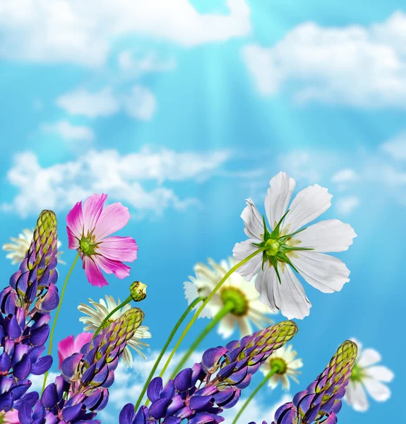 Daisy flowers on blue sky background. lupine — Stock Photo, Image