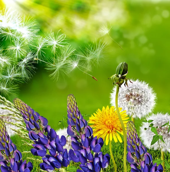 Summer landscape.lupine wildflowers and dandelions — Stock Photo, Image