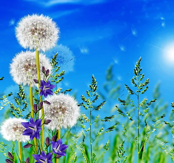 Grama verde no fundo céu azul — Fotografia de Stock