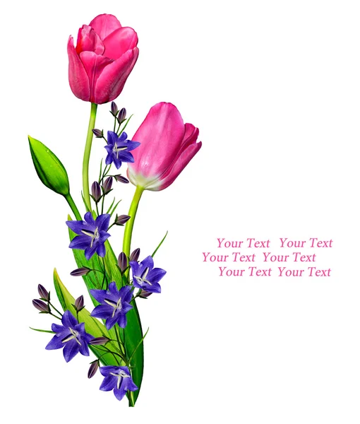 Lente bloemen tulpen geïsoleerd op witte achtergrond. — Stockfoto