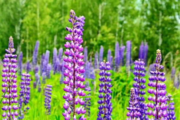 Paisaje de verano con hermosas flores de altramuz — Foto de Stock