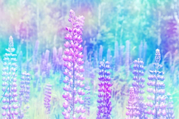 Paysage estival avec de belles fleurs lumineuses de lupin — Photo