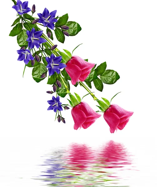 장미 꽃의 꽃 봉 오리. — 스톡 사진