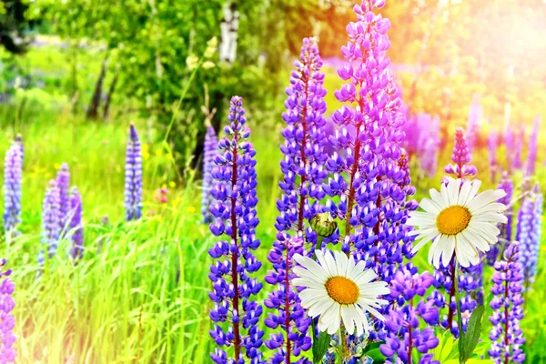 Zomer landschap met mooie heldere lupine bloemen — Stockfoto