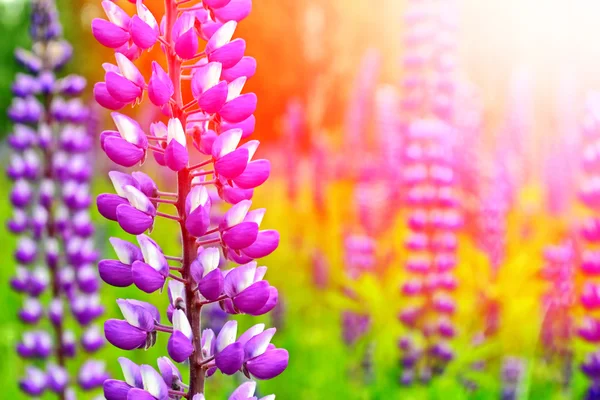 Zomer landschap met mooie heldere lupine bloemen — Stockfoto