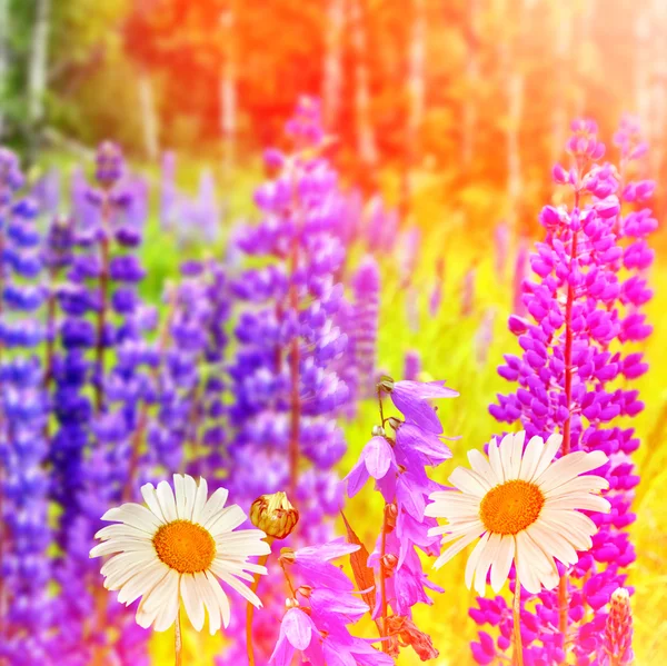 Letní krajina s krásnou světle vlčí květy — Stock fotografie