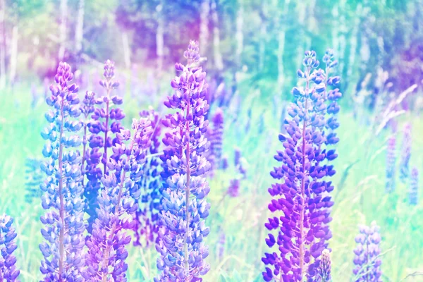 아름 다운 밝은 루피 너 스 꽃 여름 풍경 — 스톡 사진