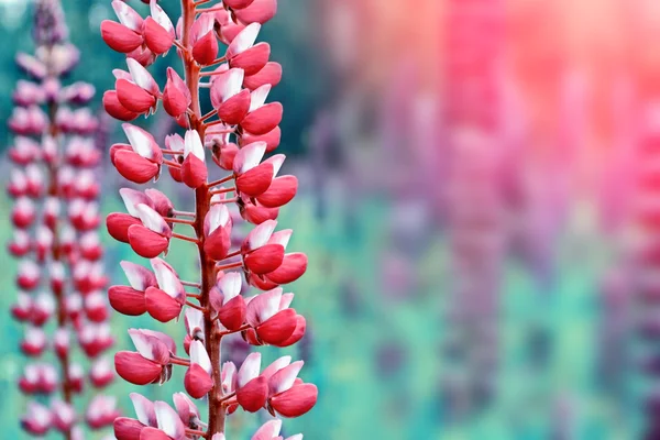 Paisagem de verão com belas flores lupinas brilhantes — Fotografia de Stock