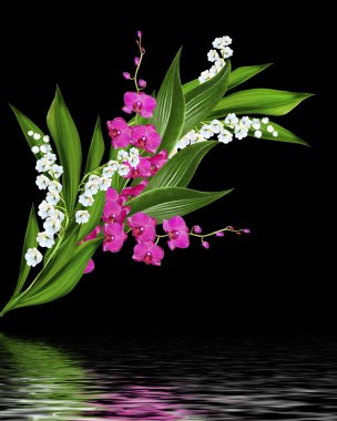 Siyah arka plan üzerine izole hassas orkide çiçekleri.