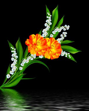 Siyah arka plan üzerine izole cosmos çiçekler. 