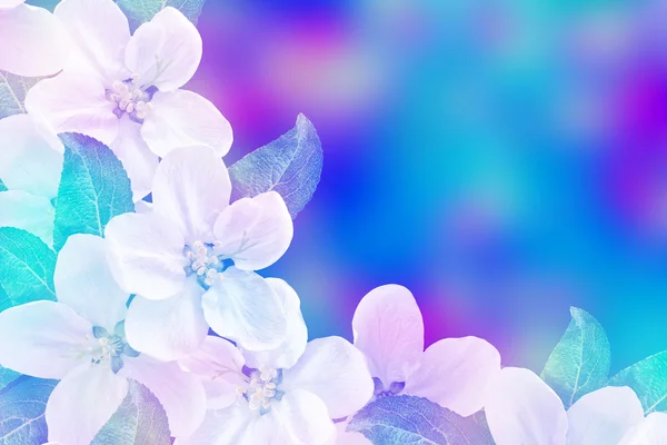 사과 꽃의 아름 다운 섬세 한 흰 꽃 — 스톡 사진
