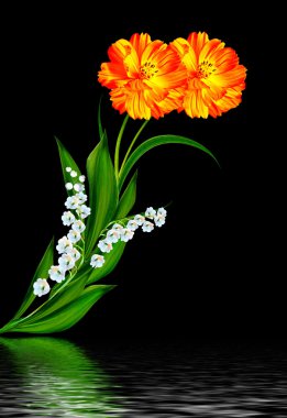 Siyah arka plan üzerine izole cosmos çiçekler. 