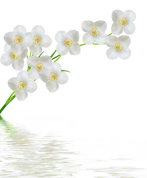 Biały kwiat jaśminu. — Zdjęcie stockowe