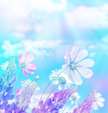 Mavi gökyüzü arka plan üzerinde papatya çiçekler. Lupine