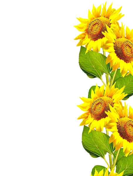 Schöne Sonnenblume isoliert auf weißem Hintergrund — Stockfoto