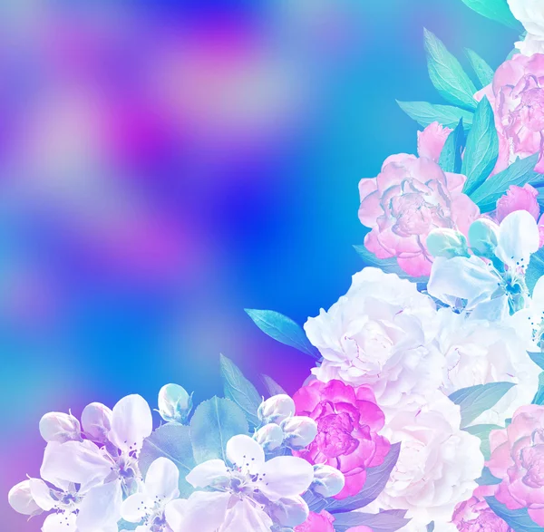 Beyaz elma çiçekleri dalı 