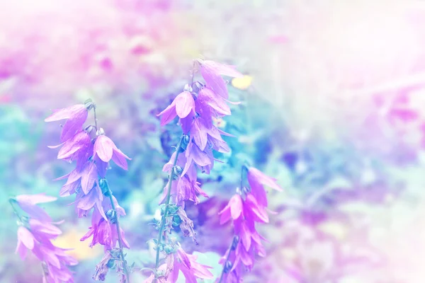 블루의 아름 다운 야생 꽃 초 롱 꽃 속. — 스톡 사진