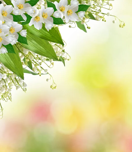 Witte jasmijn bloem. — Stockfoto