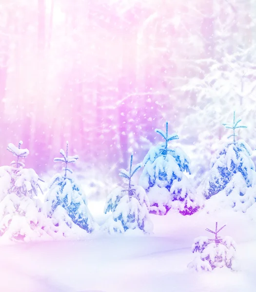 Bosque de invierno. Paisaje invernal. Árboles cubiertos de nieve — Foto de Stock