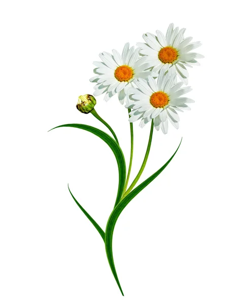 Daisies summer white flower isolated on white background — Stock Photo, Image