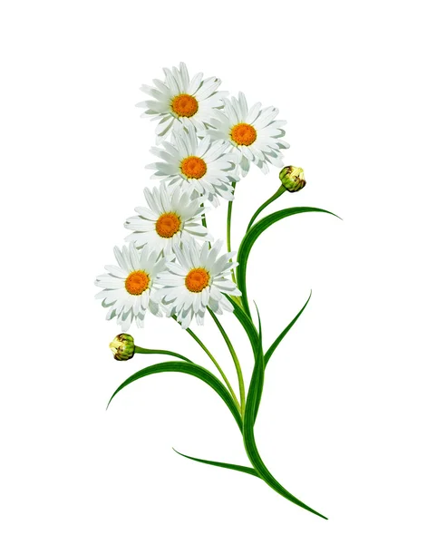 Margherite estate bianco fiore isolato su sfondo bianco — Foto Stock