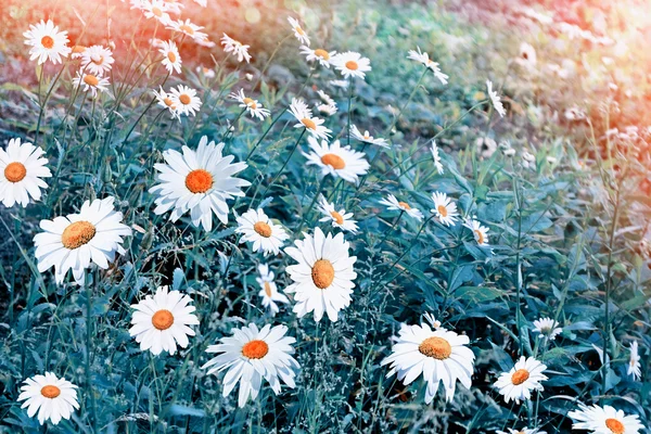 Літній пейзаж. білі квіти ромашки — стокове фото