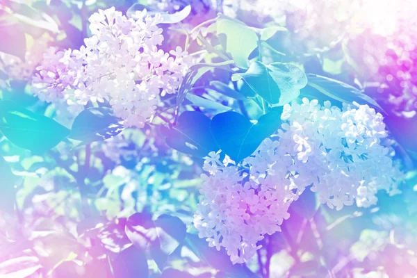 Bando de flores de lilás — Fotografia de Stock