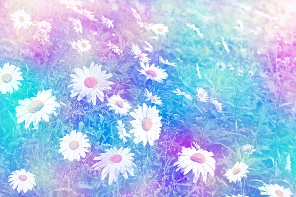 Τοπίο του καλοκαιριού. λευκό Χαμομήλι λουλούδια — Φωτογραφία Αρχείου