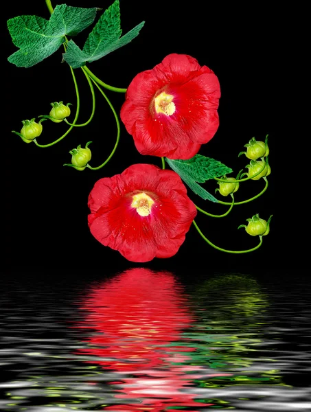 다채로운 밝은 꽃 mallow 검은 배경에 고립 — 스톡 사진