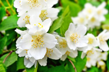 Narin yasemin çiçekleriyle bahar manzarası. Beyaz çiçekler