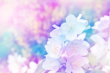 Narin yasemin çiçekleriyle bahar manzarası. Beyaz çiçekler