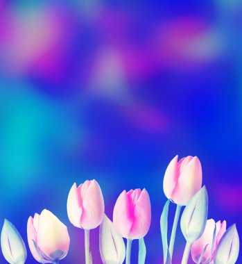 Güzel renkli bahar Lale Çiçek Bahçesi. Yaz.