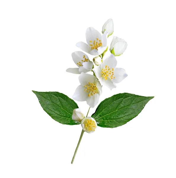 Fiore di gelsomino bianco . — Foto Stock