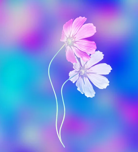 Cosmos λουλούδια. Πολύχρωμο όμορφη άνοιξη ροζ Μαργαρίτα Wildflower — Φωτογραφία Αρχείου