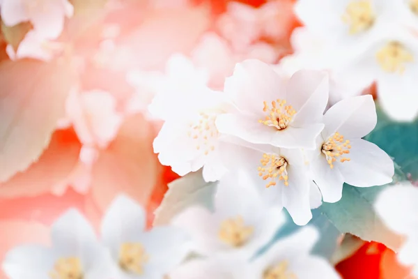 Spring landscape with delicate jasmine flowers. White flowers — Stock Photo, Image