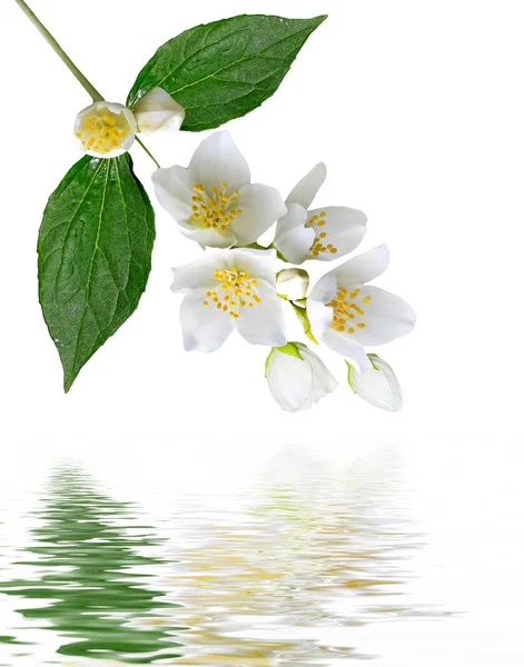 Vit jasmin blomma. — Stockfoto