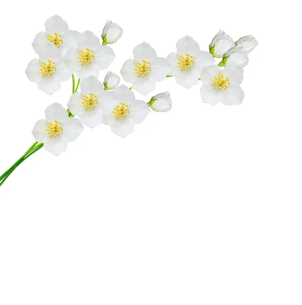 Flor de jazmín blanco . — Foto de Stock