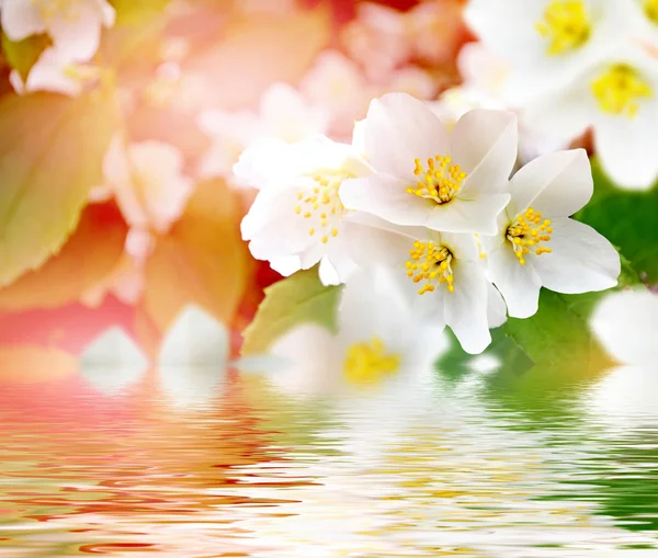 Paisaje de primavera con delicadas flores de jazmín. Flores blancas — Foto de Stock