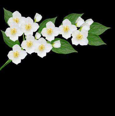 Beyaz Yasemin çiçeği. 