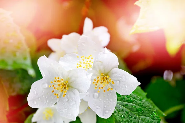 Peisaj de primăvară cu flori delicate de iasomie. Flori albe — Fotografie, imagine de stoc