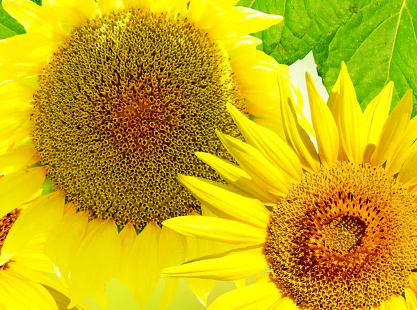 Krásná slunečnic. Closeup krásná slunečnic v zahradě — Stock fotografie