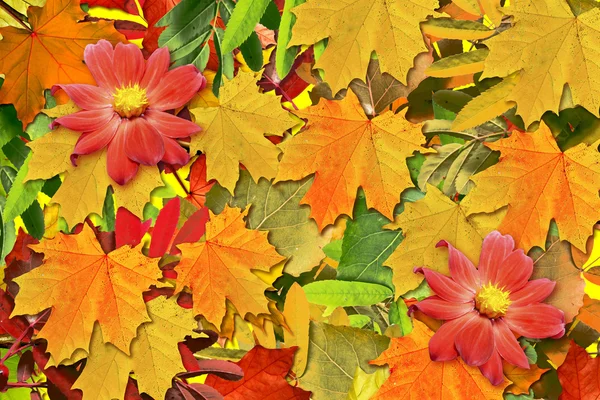 Abstrakter Hintergrund der Herbstblätter. Dahlien blühen; — Stockfoto