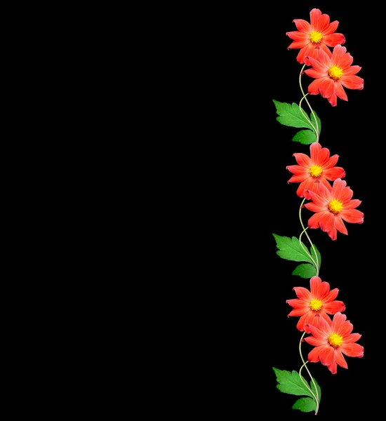Květiny, izolované na černém pozadí. — Stock fotografie