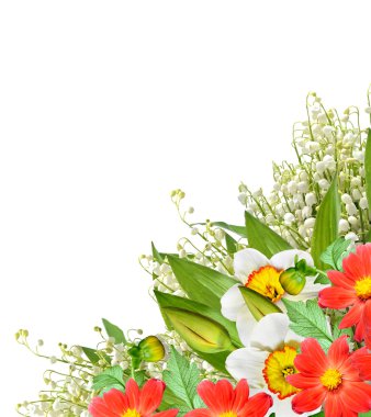 våren blommor narcissus isolerad på vit bakgrund