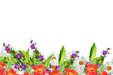 Beyaz arka planda izole edilmiş papatyalar.. 