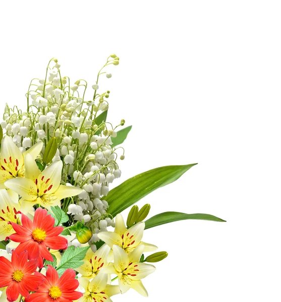 Lirio de flores aislado sobre fondo blanco. — Foto de Stock