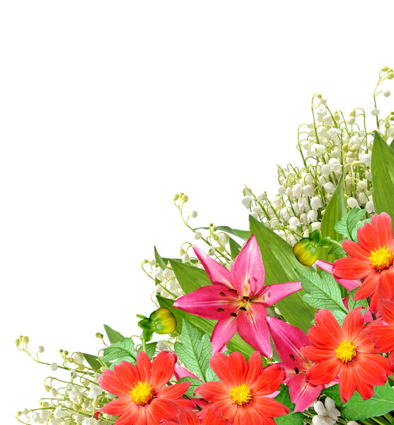 Flower lily isolated on white background. 