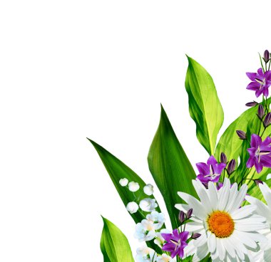  çiçekler lily vadi