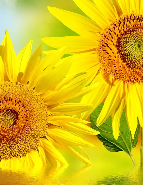 Beau champ de tournesol en été — Photo